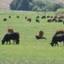 Grass Fed Beef Treasure Valley